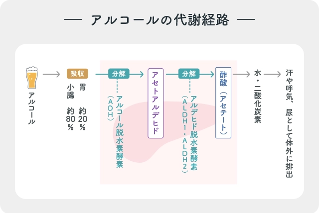 アルコールの代謝経路