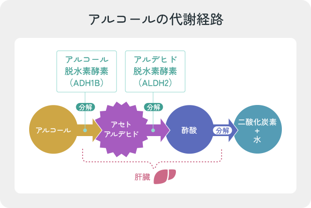 肝臓におけるアルコール代謝経路の図。アルコール脱水素酵素(ADH1B)によりアセトアルデヒドへ、アルデヒド脱水素酵素(ALDH2)により酢酸へ分解される流れ
