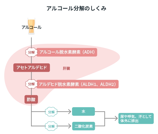 アルコール代謝（分解）のしくみ