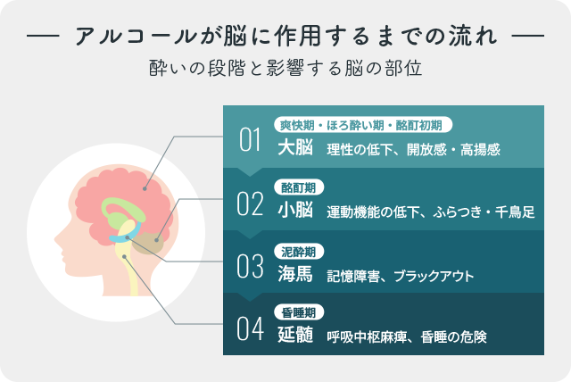 【アルコールが脳に作用するまでの流れ】大脳・小脳・海馬・延髄の順に影響